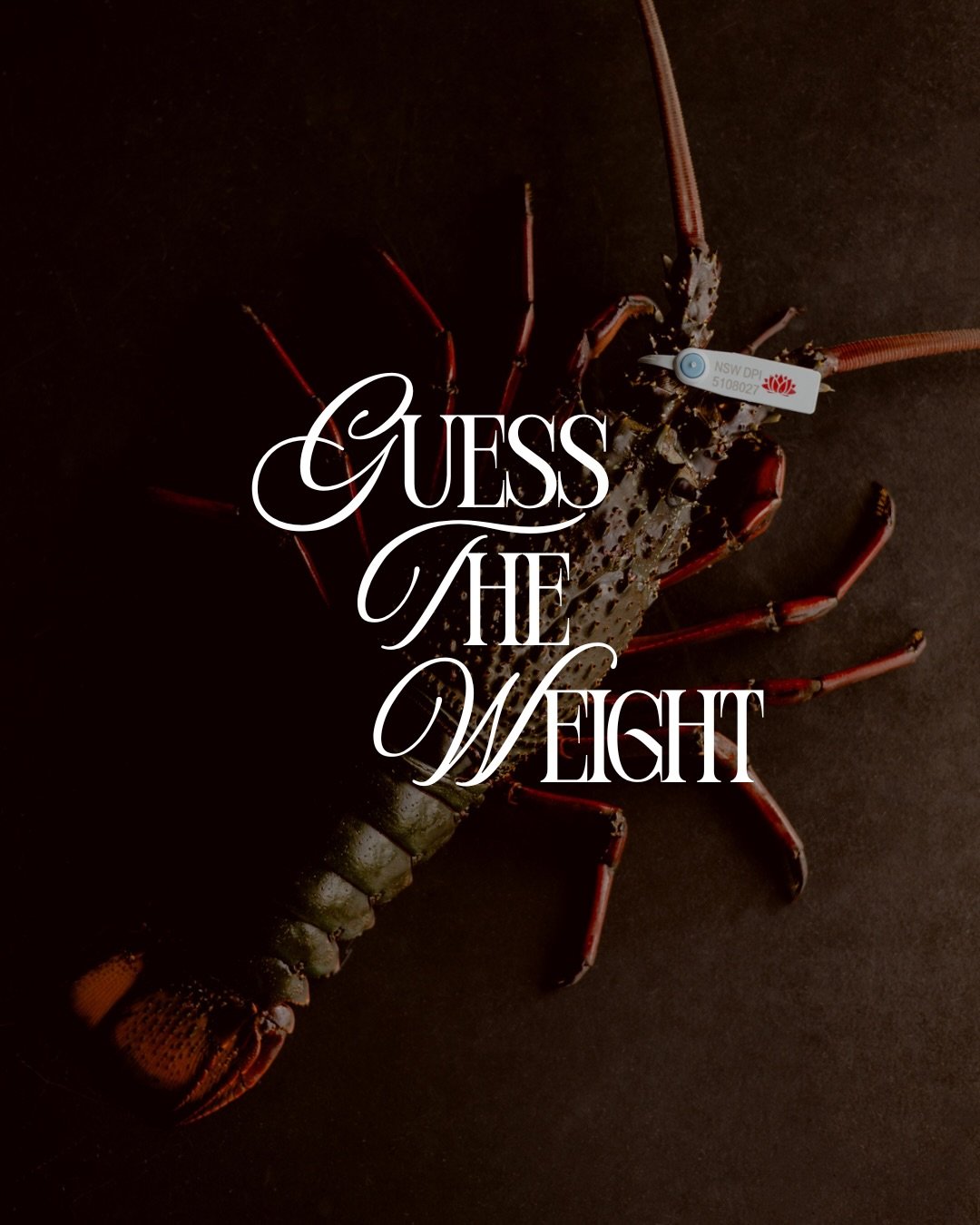 WIN A FREE LOBSTER! 🦞
We&rsquo;re offering a free lobster add on (valid only for Good Friday Dinner) to the person who can closest guess the weight  of this fine lobby here.
Hint: it&rsquo;ll be between 700 and 1.2kg 🫡
-
t&amp;cs!
&bull; Max 5 entr
