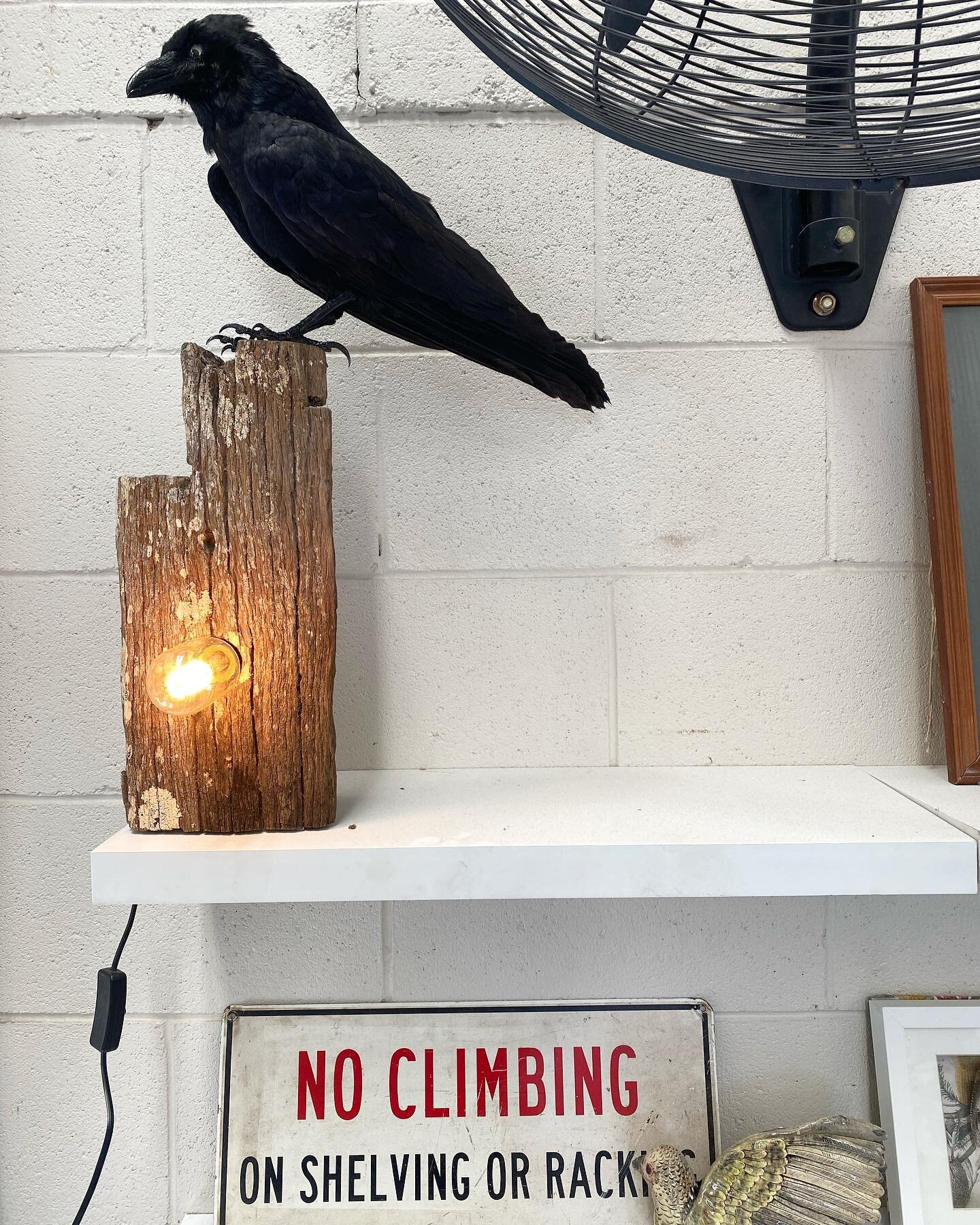 I found a dead crow in the park and now I have a crow lamp in my studio! Thank you @rosefarmmoi for your excellent taxidermy