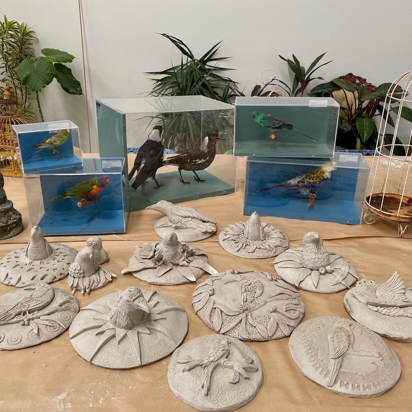 The whole collection of the &quot;birds in relief&quot; made by the participants of this weekends workshop.
@theempireplantsback the next workshop is a special 7 day intensive in November, look at www.plantempire.cam.au for details