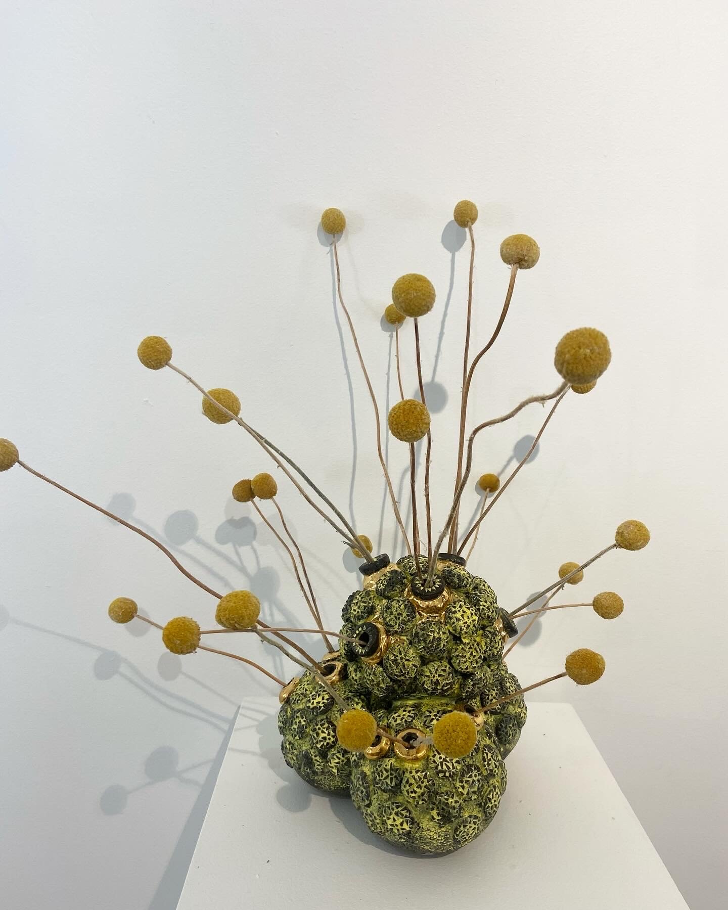billy buttons.jpeg