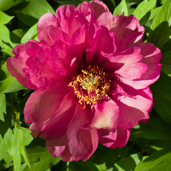 Yankee Doodle Dandy Itoh Peony.png