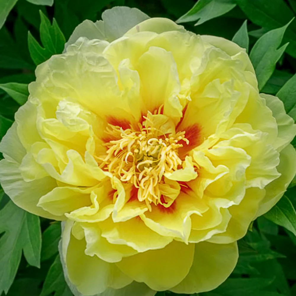 Bartzella Itoh Peony.png