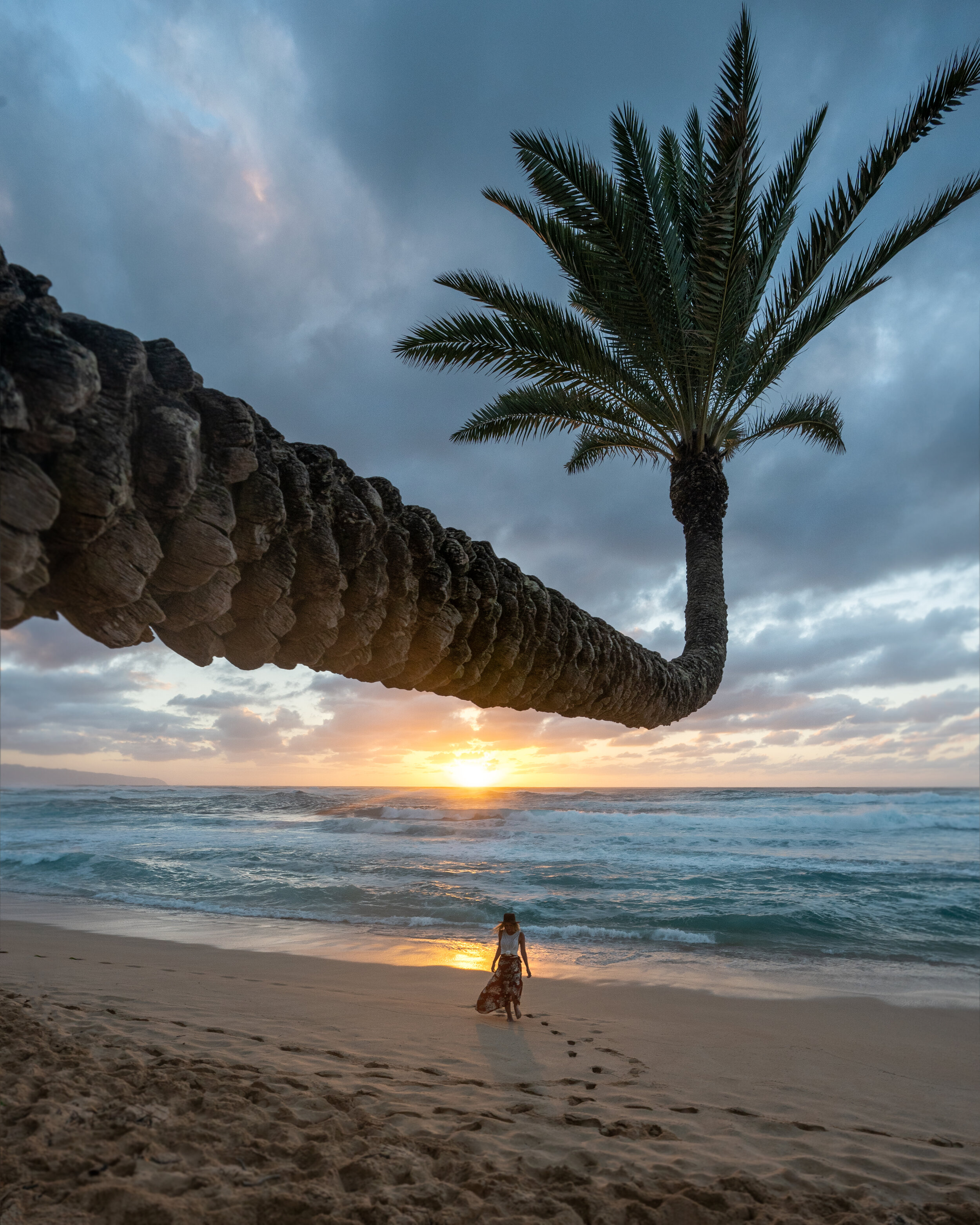 palmwalk.jpg
