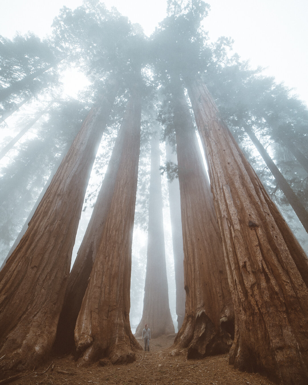 trees.jpg