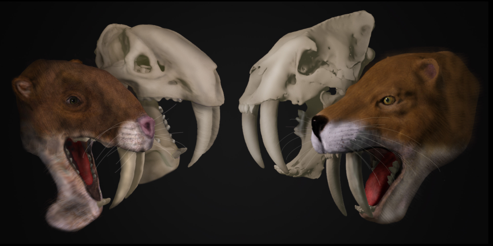 Why Did This Ancient Marsupial Have Saber Teeth? - Atlas Obscura