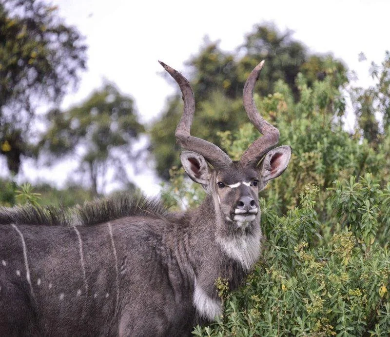 Image courtesy of Rod Waddington