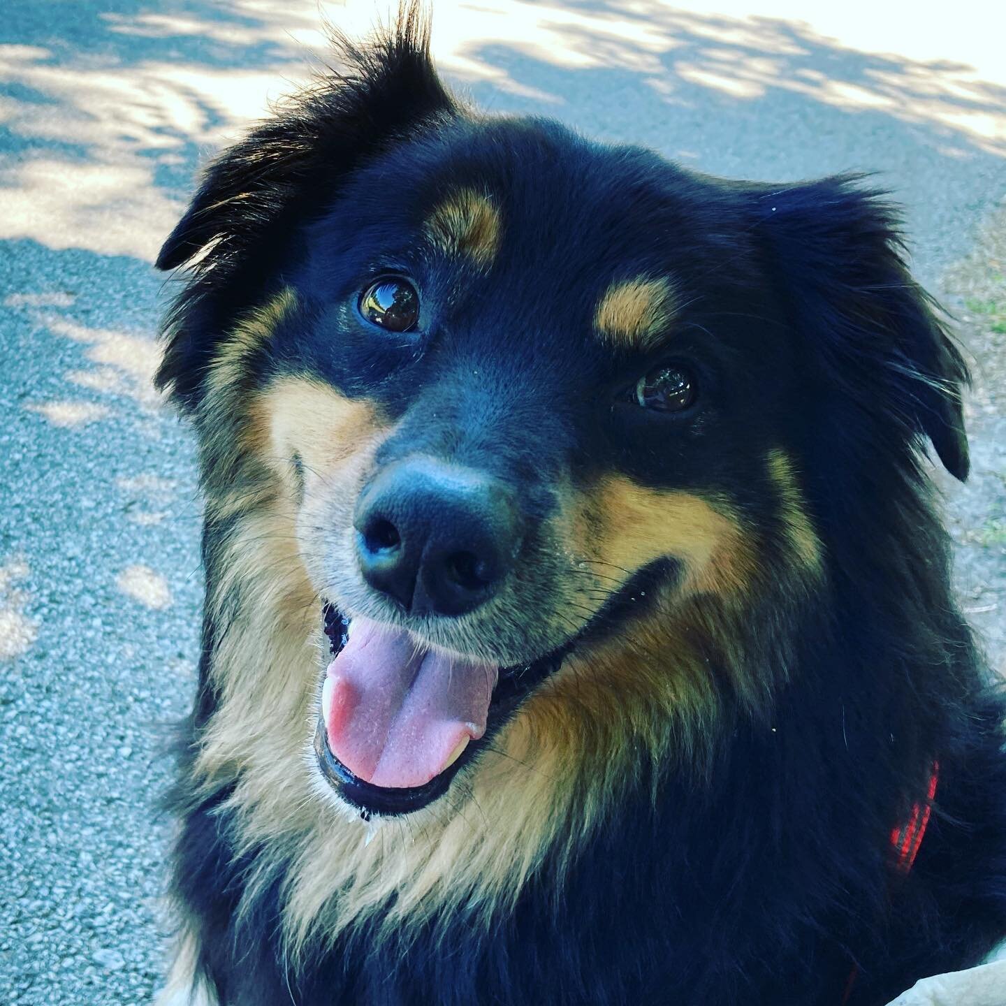 Pepper Bros Dog of the week: Meet Georgie from Lombard. @jchwarzynski #pepperbros #dogs #dogoftheweek #chicago #giardiniera