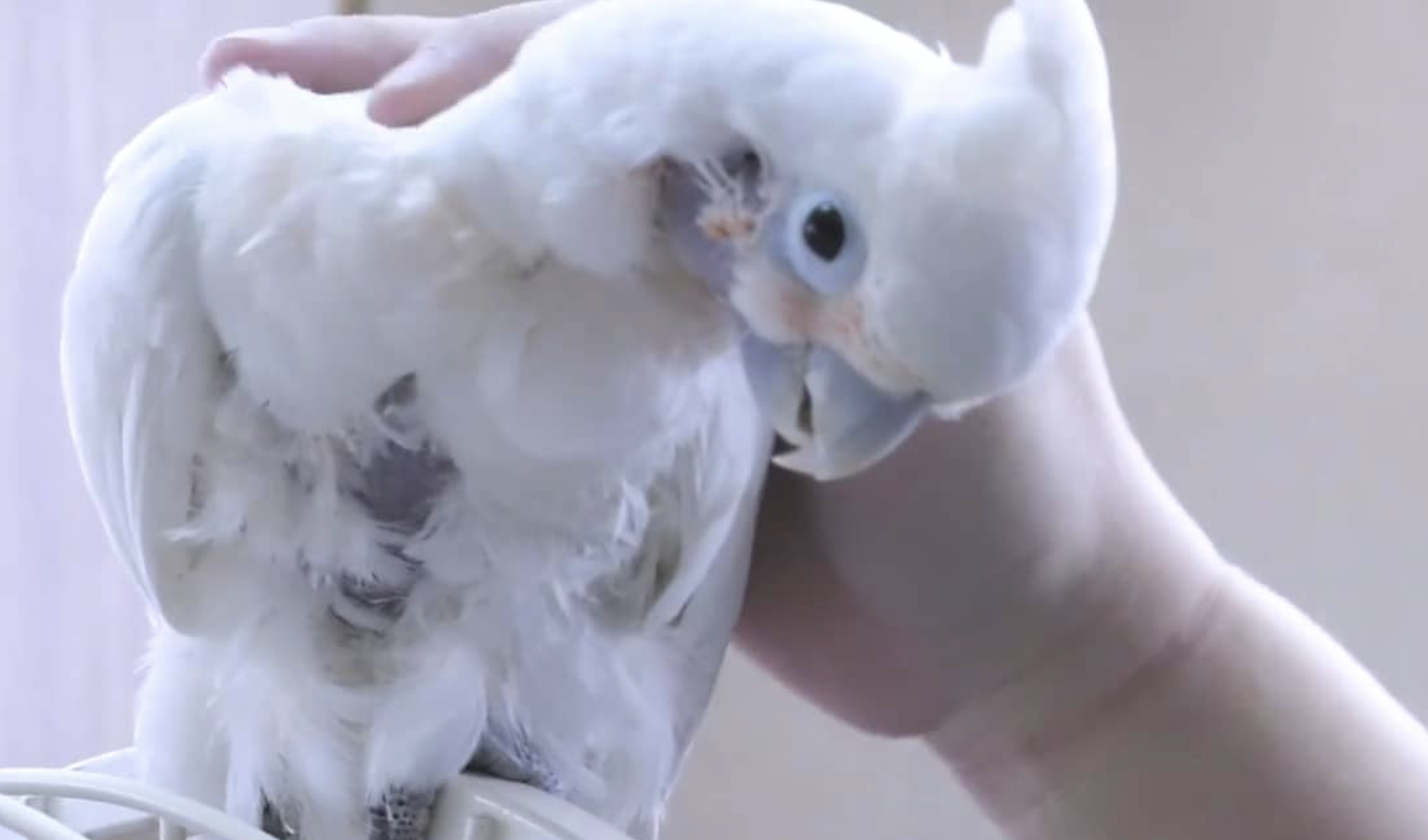 Exotic Pet Owners May Not Know What They're Getting Themselves Into