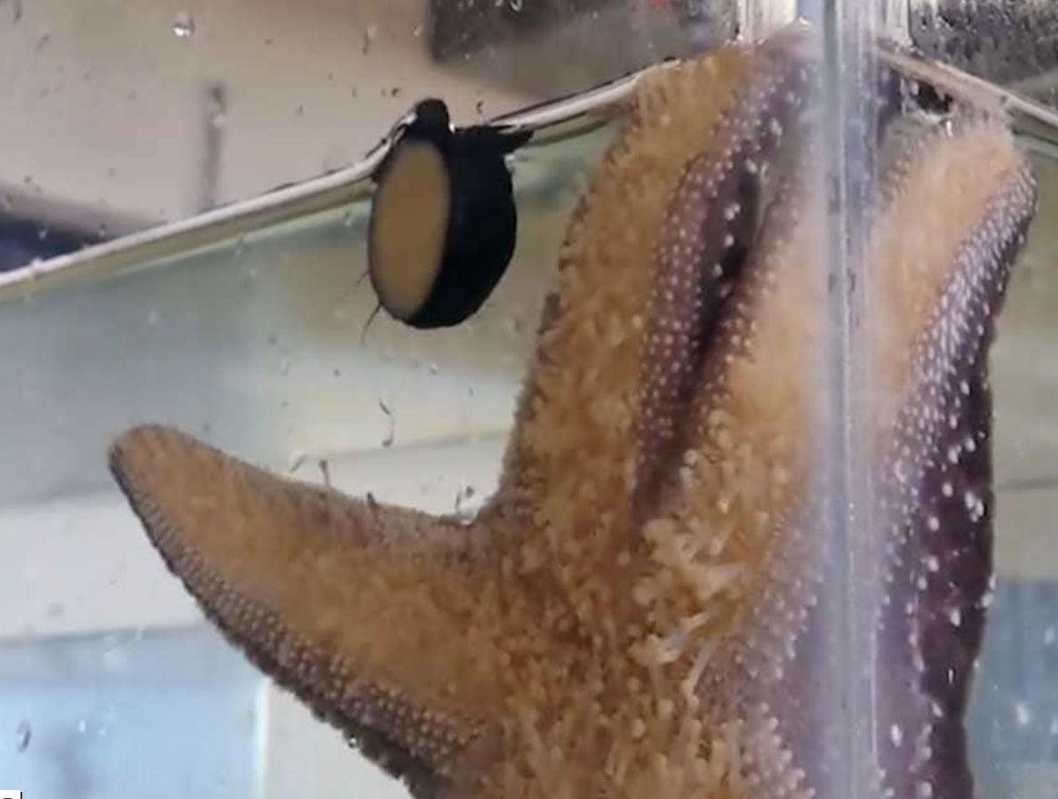 As Oceans Acidify, It's Life or Death For Some Marine Animals