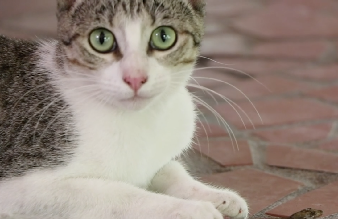 Feral Cats Hunting Down Lizards in the Yucatan