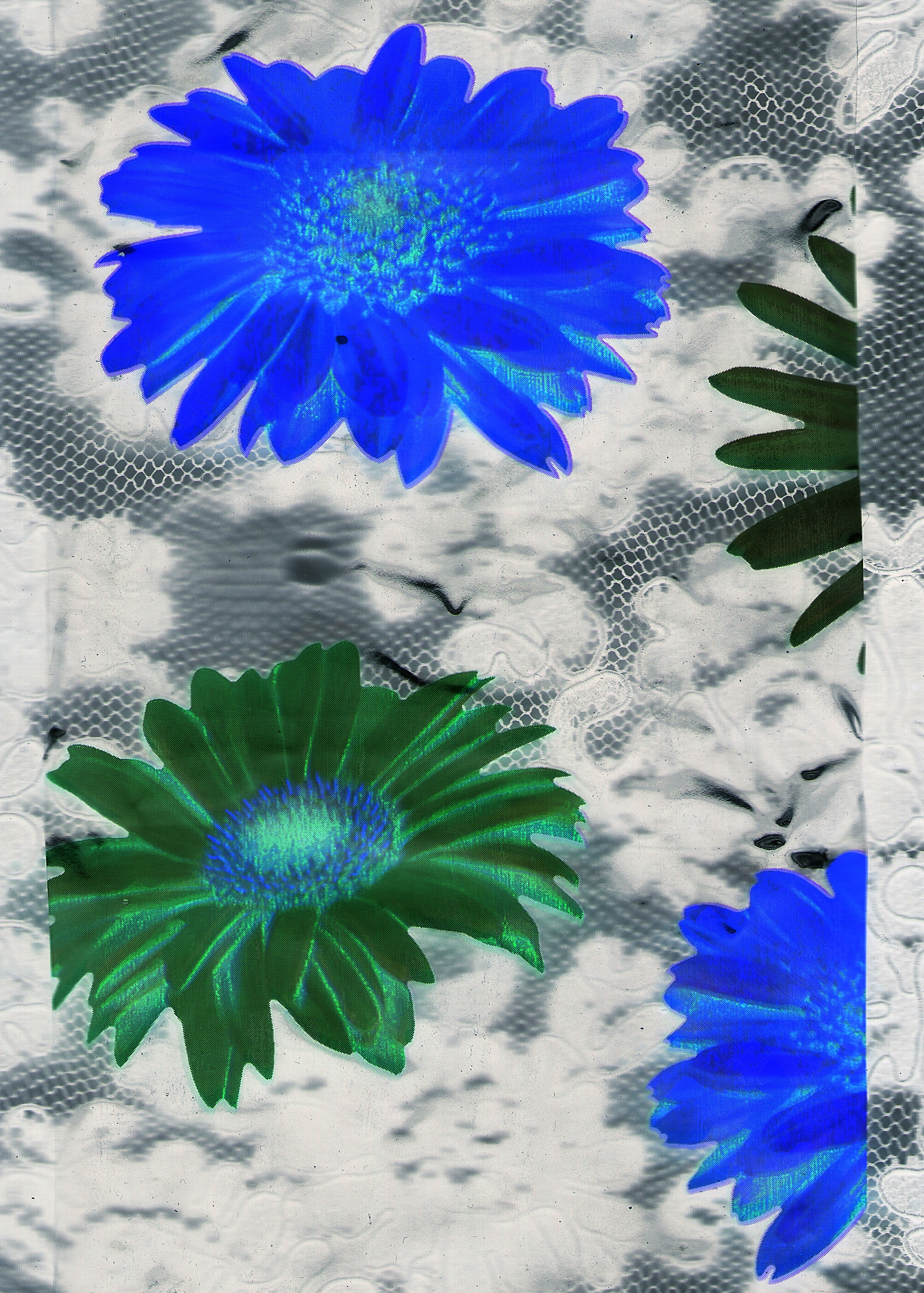 Blue &amp; Green Daisies, 2007