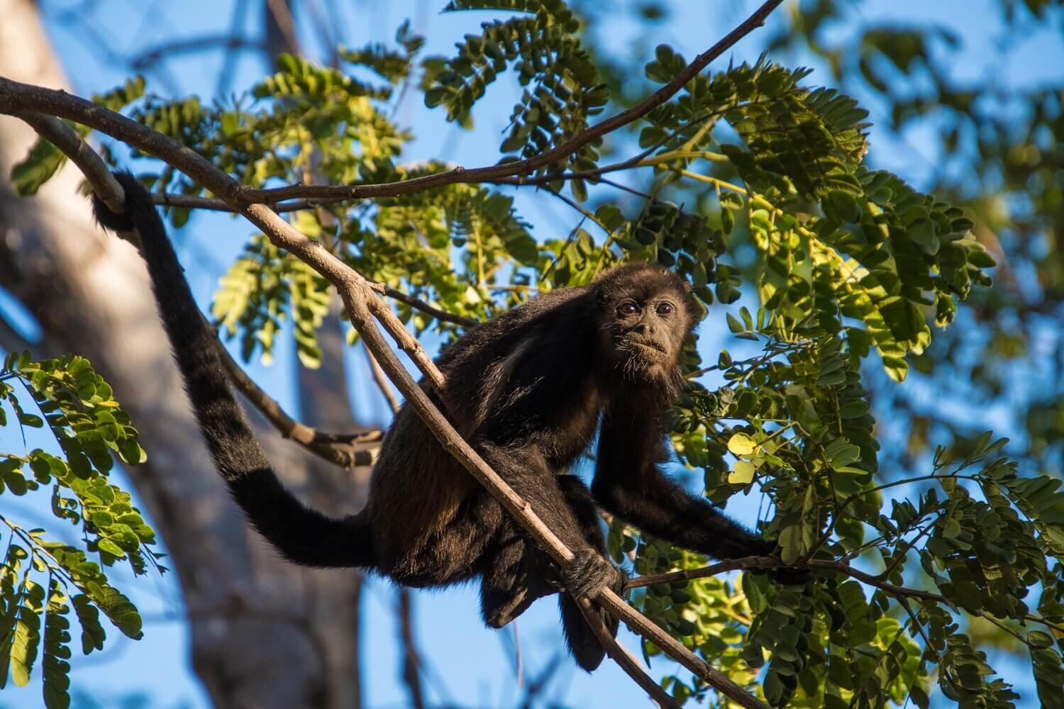 Mono aullador en la reserva natural de Las Catalinas. Turismo sostenible en bahía de Potrero, Costa Rica.