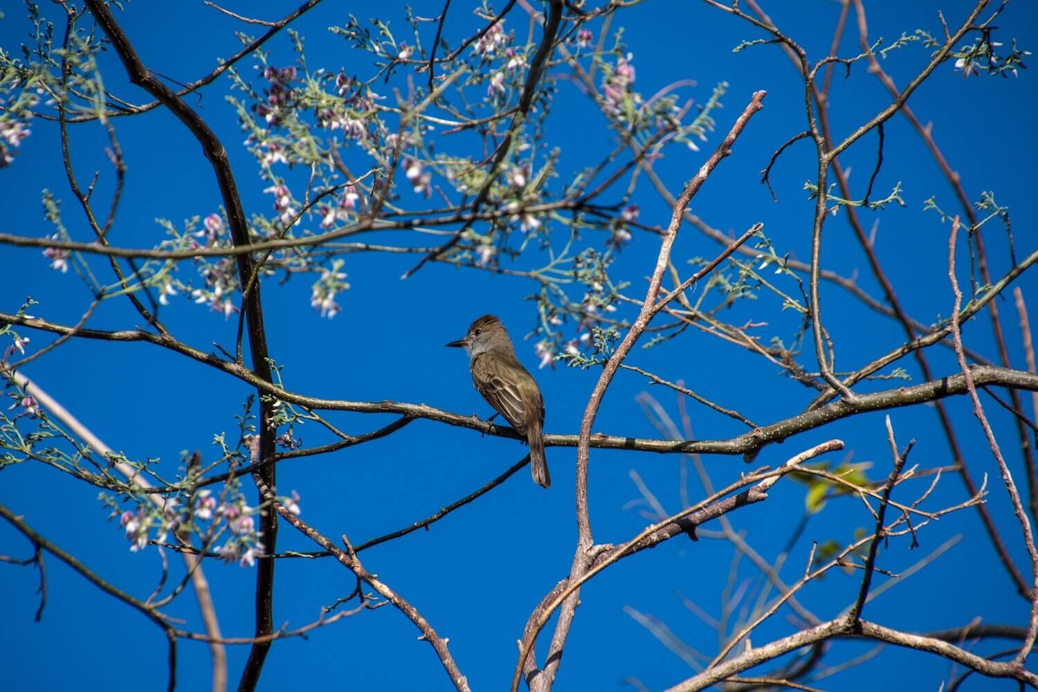 Copetón tirano en el bosque seco tropical de Las Catalinas. Birdwatching, birding, observación de aves en Costa Rica.