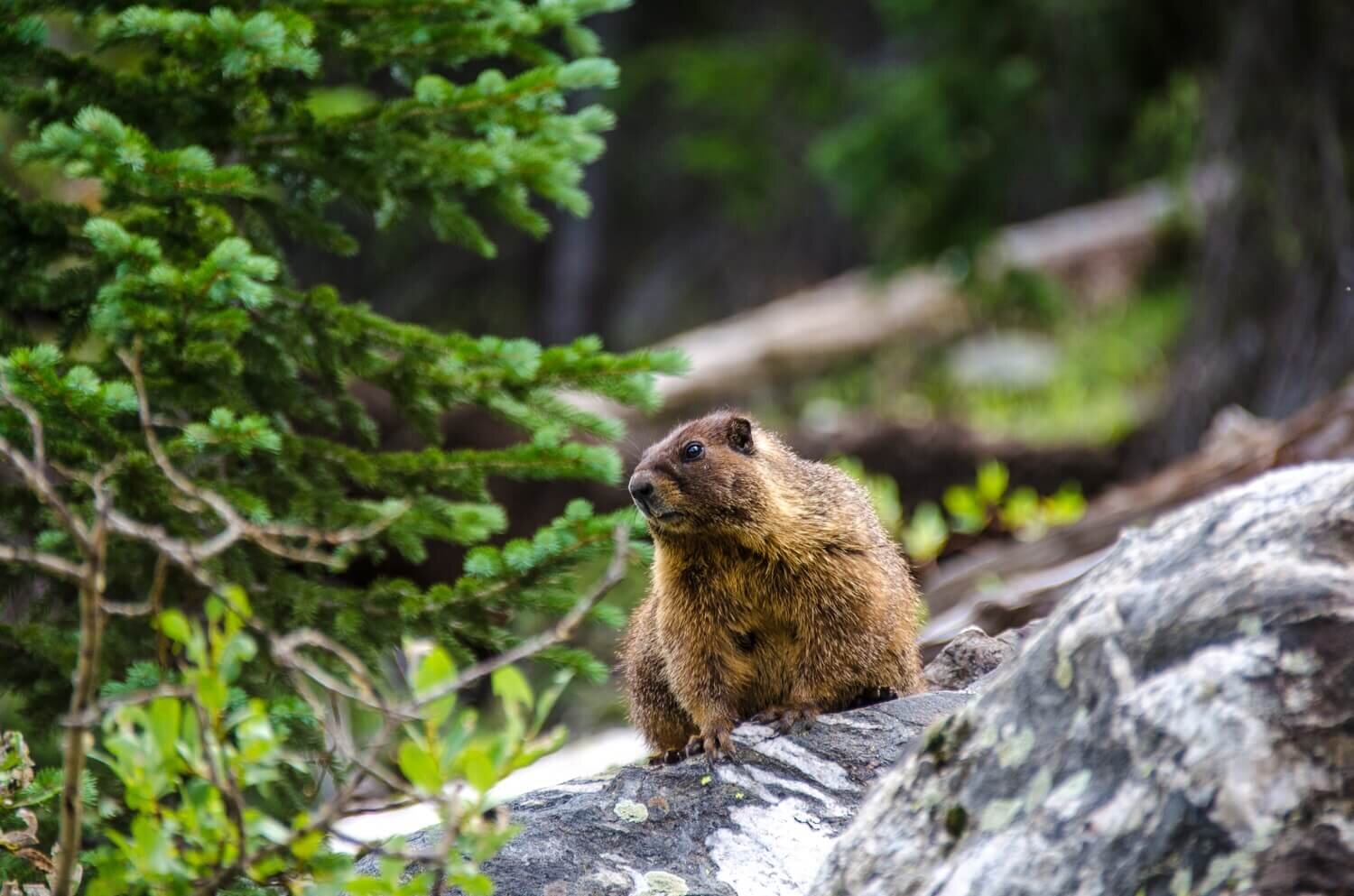 El sendero McCullough Gulch, cerca de Breckenridge, permite ver marmotas y otros animales de las montañas de Colorado. Cosas que hacer en Breckenridge Colorado.