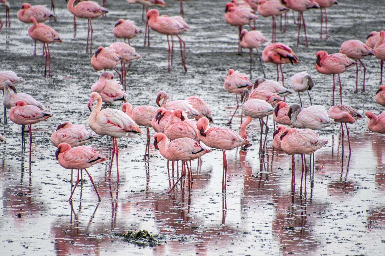 Flamencos comunes y flamencos enanos en las salinas de Walvis Bay. Desiertos en Namibia. Safari en Namibia.