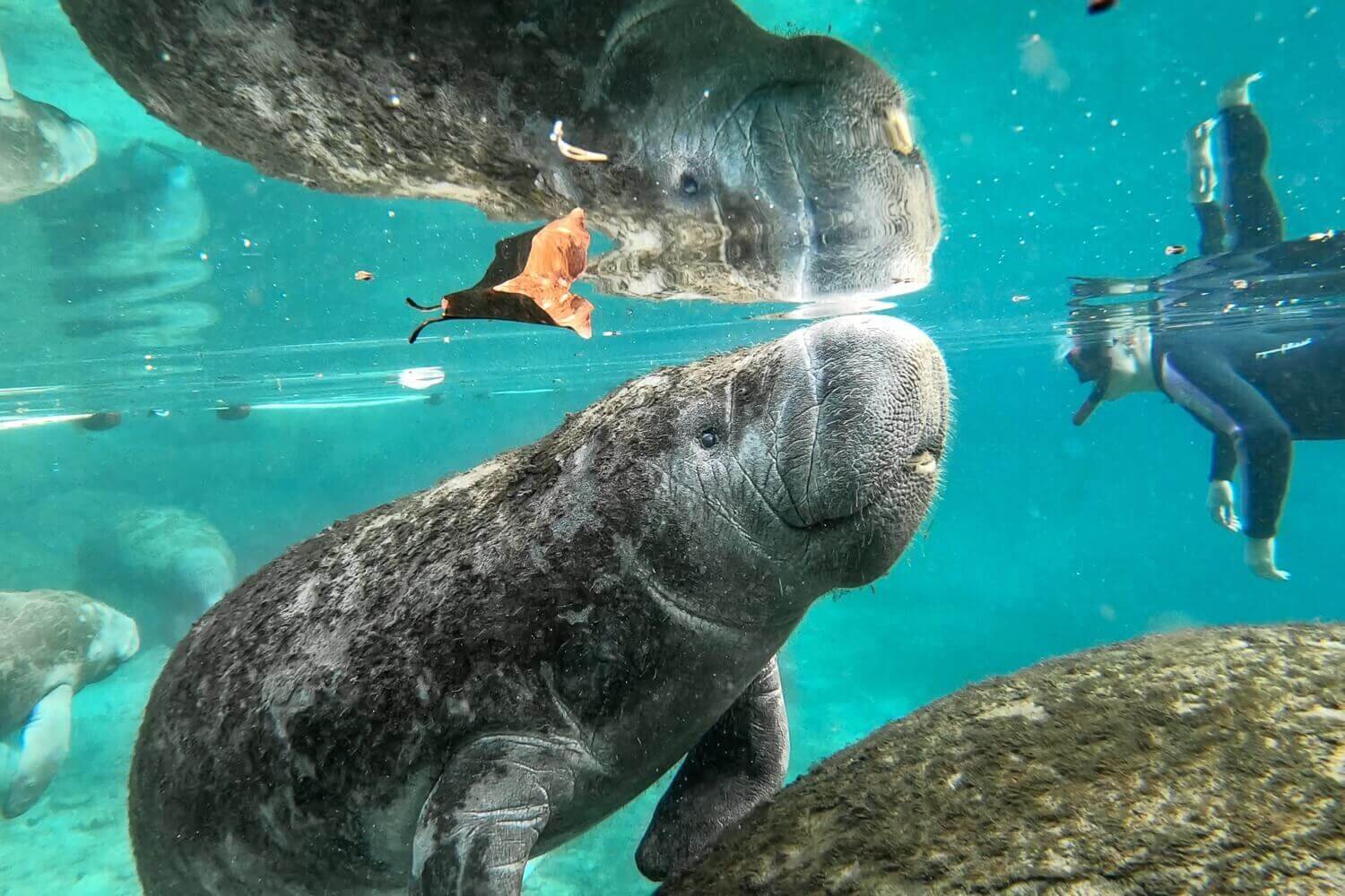 Tour de snorkel con manatíes con Plantation Adventure Center en Crystal River. Turismo en Crystal River, capital mundial de los manatíes.