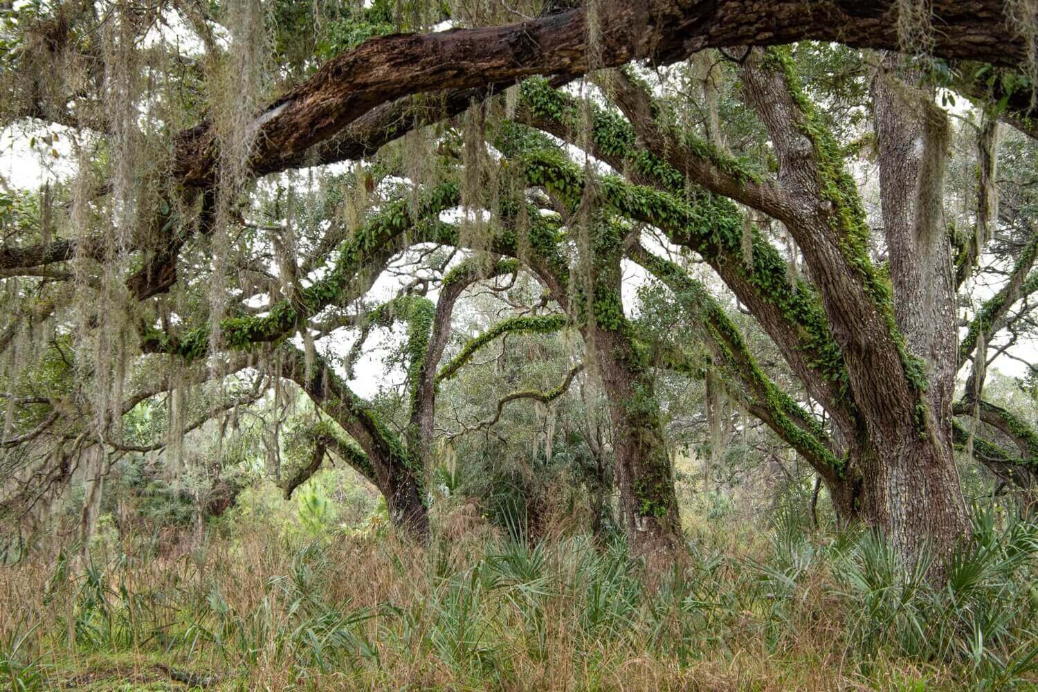 Sendero ecológico del parque estatal reserva Crystal River. Eco-walk trail Crystal River Preserve State Park.