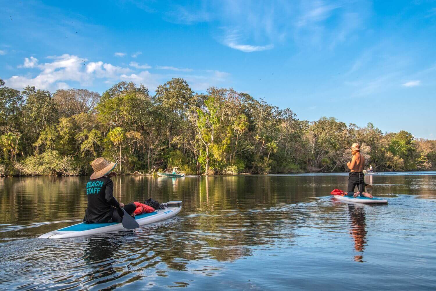 Tour de stand up paddle en el estuario del río Chassahowitzka. Crystal River turismo.