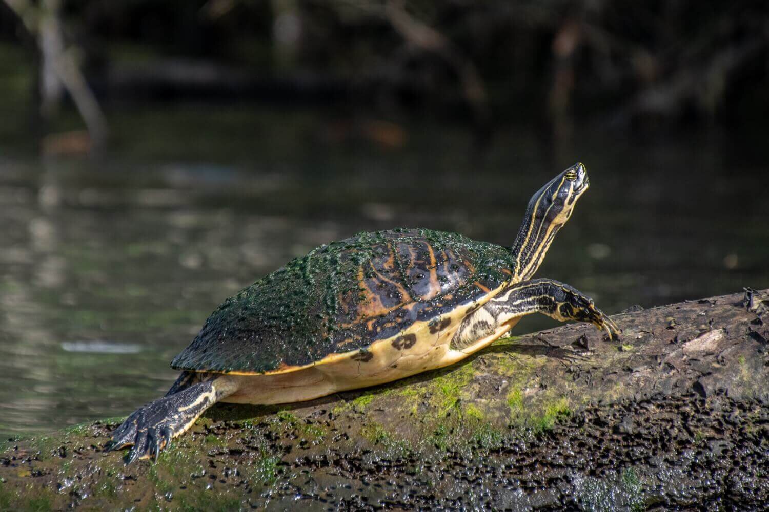 Tortuga en el refugio nacional de vida silvestre Chassahowitzka. Turismo en Crystal River, Florida.