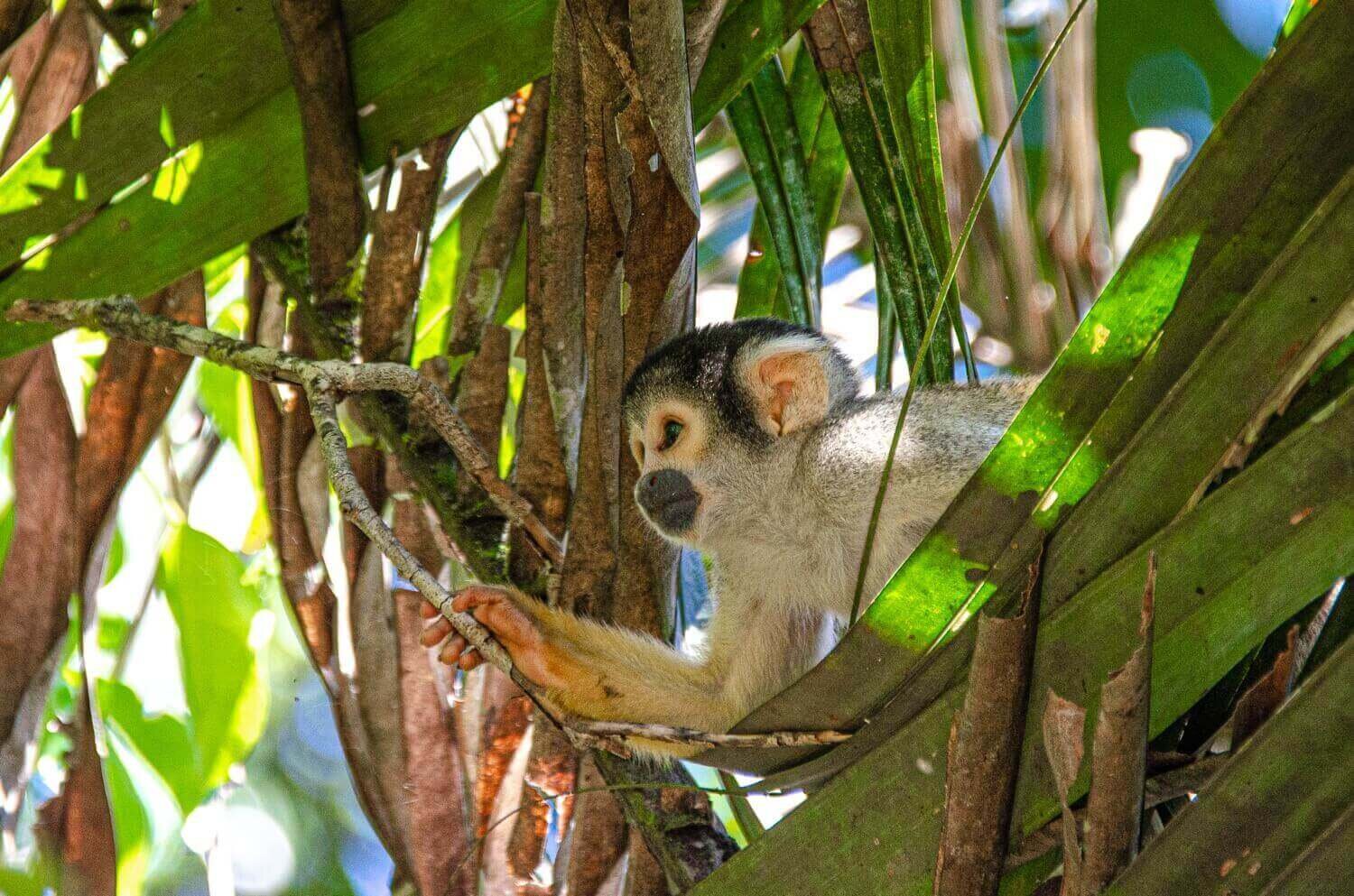 Mono ardilla en el sendero Lago Sandoval de la reserva nacional Tambopata. Hacienda Concepción Inkaterra. Amazonia del Peru. Safari amazónico.