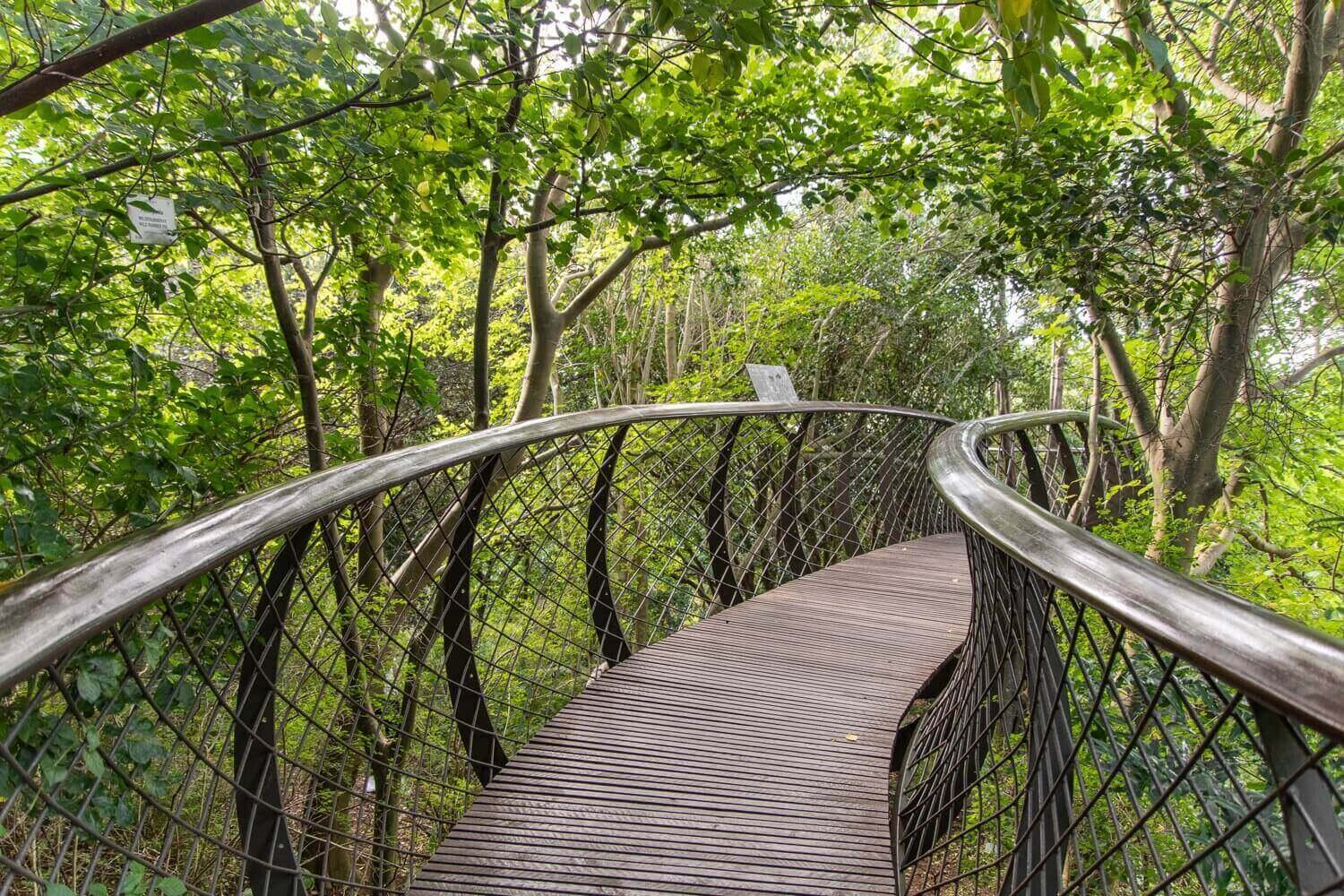 Pasarela entre las copas de los árboles en el jardín botánico Kirstenbosch. Turismo de naturaleza en Ciudad del Cabo Sudáfrica.