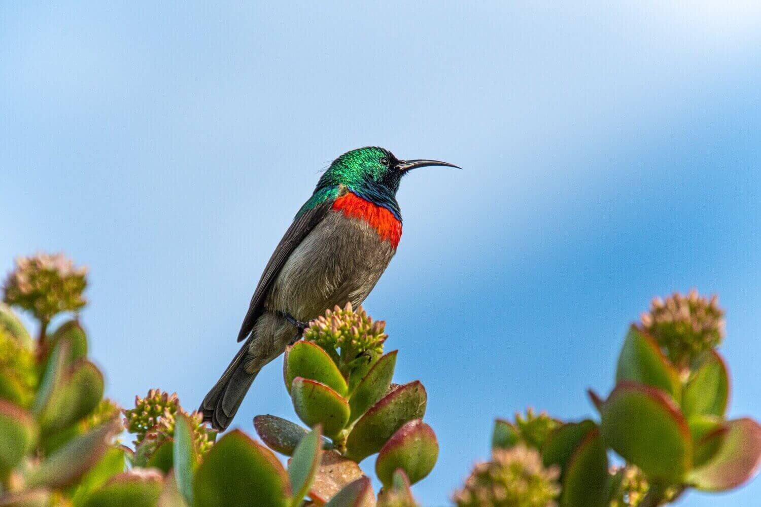 Suimanga en el jardín botánico Kirstenbosch. Naturaleza en Ciudad del Cabo.