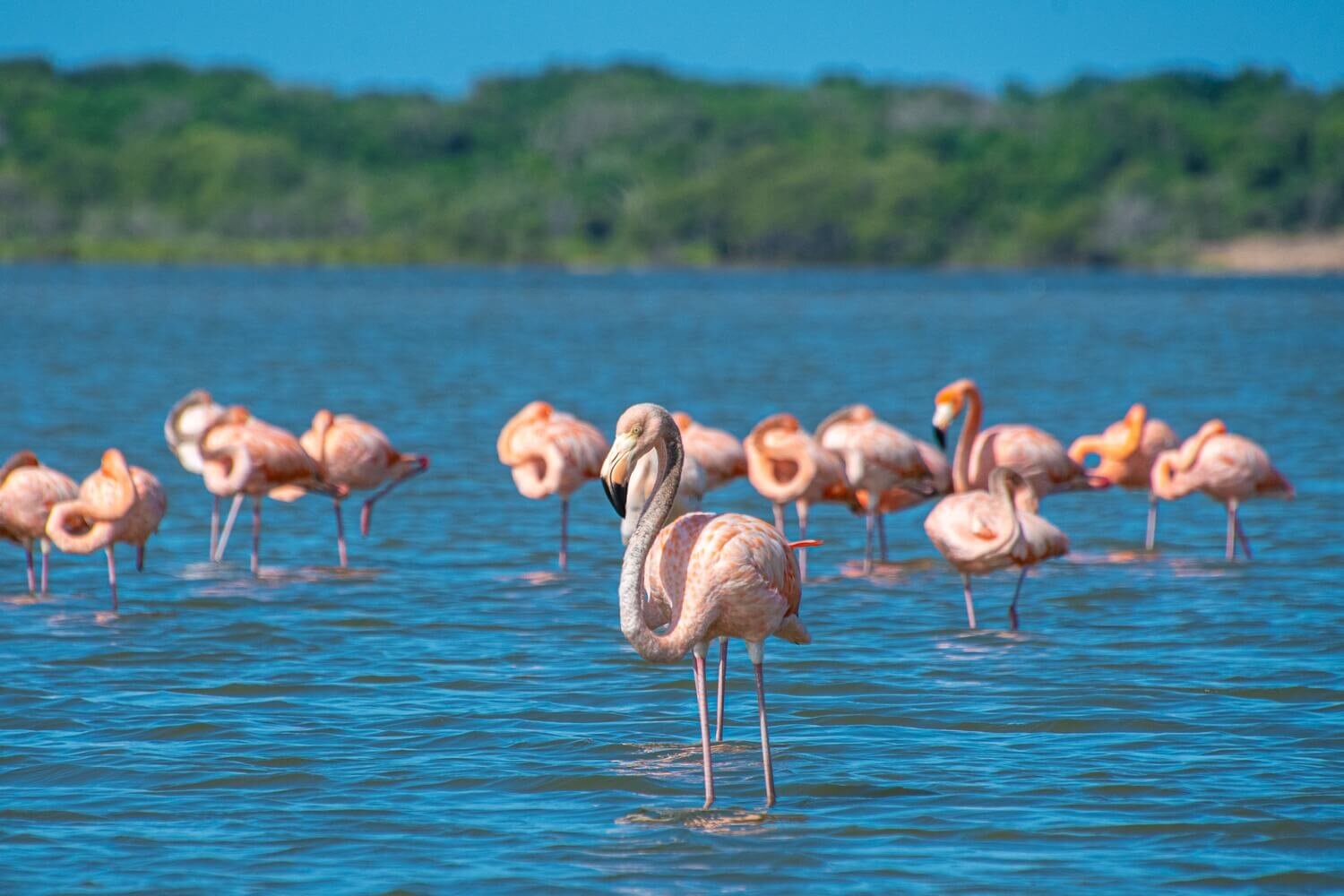 Los flamingos o flamencos del caribe también son llamados flamencos rojos. Santuario de fauna y flora Los Flamencos. Qué hacer en La Guajira.