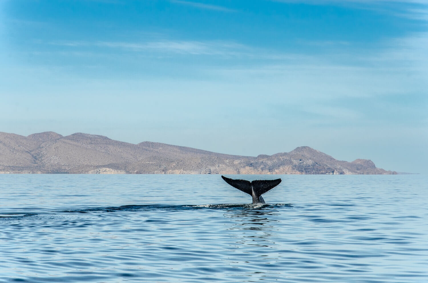 Coletazo de ballena azul en el parque nacional Bahía de Loreto, Baja California Sur. Safari marino mar de Cortés. Ballenas en México.
