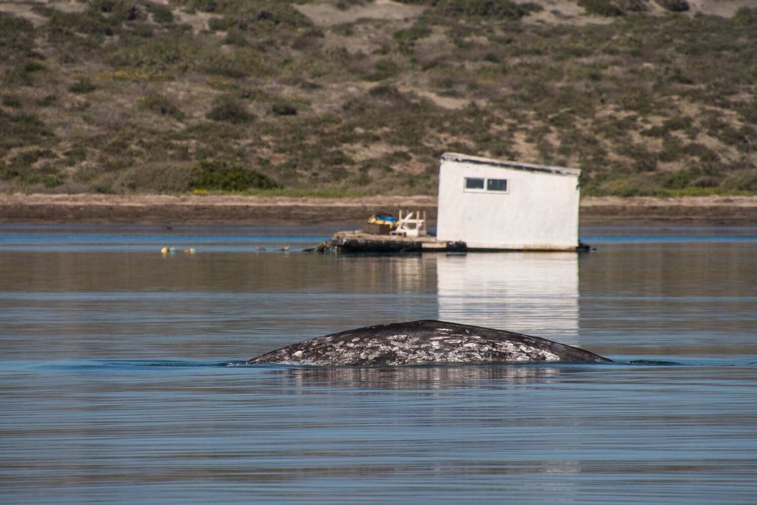 Ballena gris en la Bahía Falsa de San Quintín, Baja California. Safari de fauna marina en México. ¿Dónde ver ballenas en México?