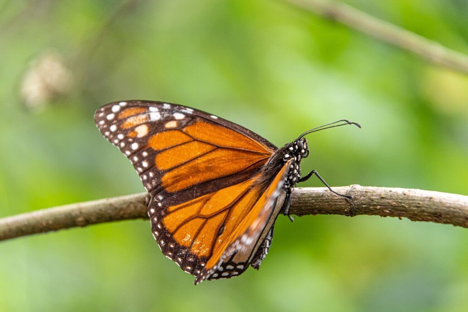 Mariposa monarca en el santuario Piedra Herrada, Estado de México. Mariposa monarca en Valle de Bravo. Reserva de la biosfera.