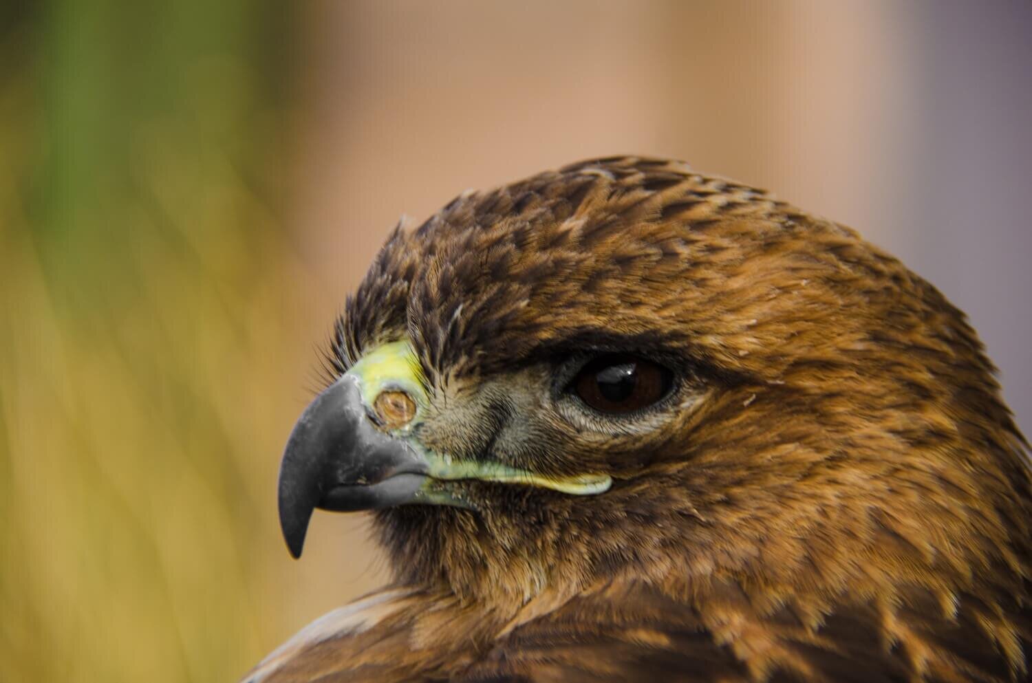 Águila real en la reserva de la biosfera El Pinacate, Sonora. Billete de 200 pesos familia G, México. Desierto de Sonora.