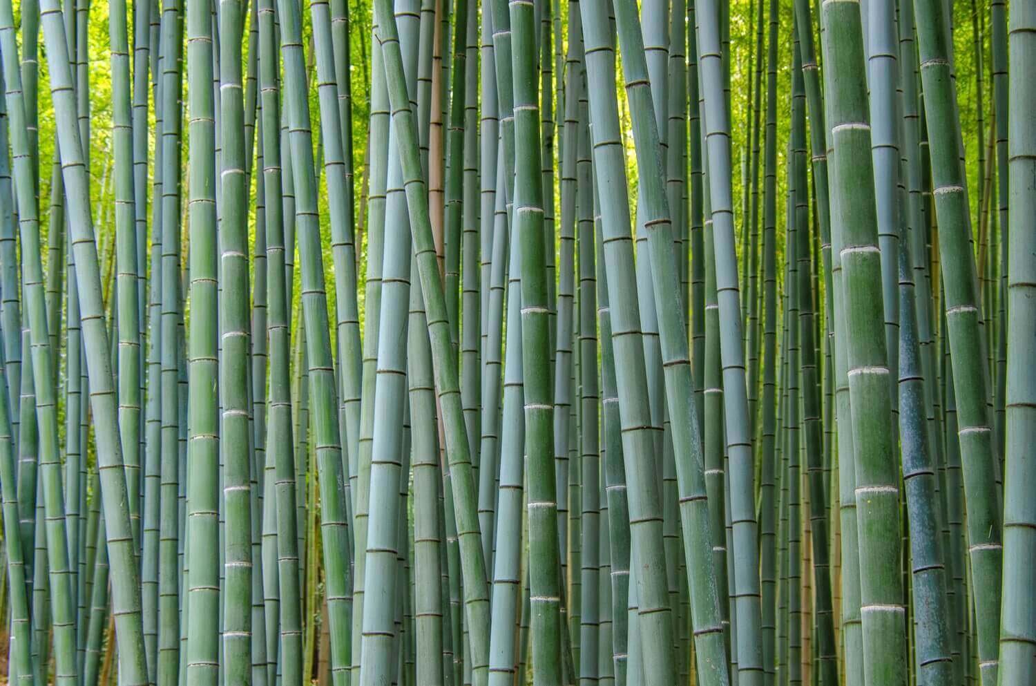 Bosqué de bambú Sagano en Arashiyama. Bambúes de Kioto. ¿Dónde ver bambú en Japón?
