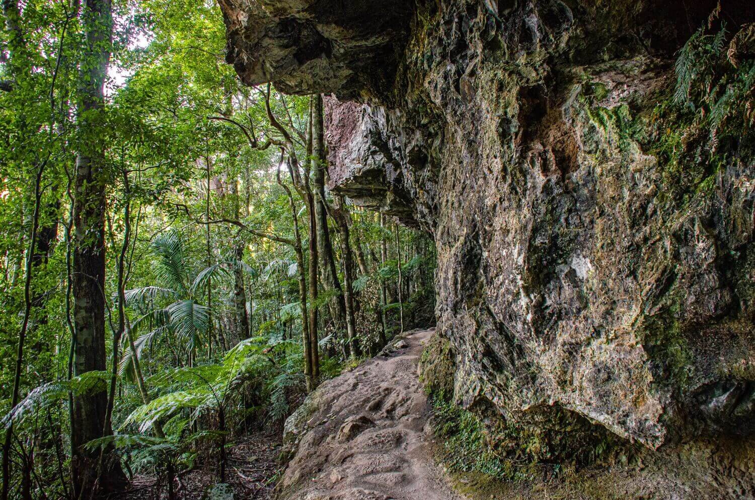 Sendero en el parque nacional Springbrook de Australia. Patrimonio de la Humanidad de UNESCO. Turismo en Australia.