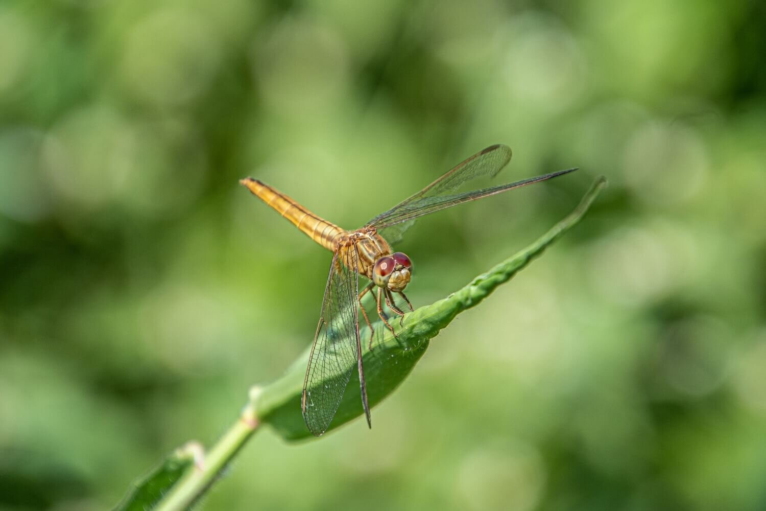  Libélula en las plantas del lago Inle. Viajes al lago Inle.