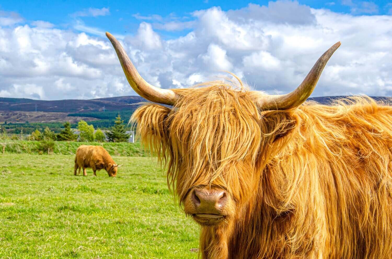 Vacas de las Tierras Altas escocesas. Vaquisontes, para los amigos. Turismo rural en Escocia.