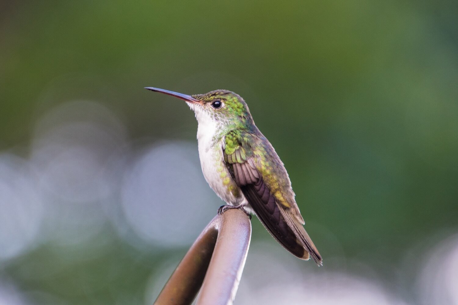 Colibrí cándido (Amazilia candida) en Panacam Lodge. Observación de aves y birdwatching en Honduras.