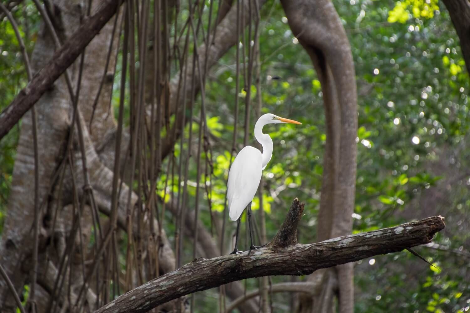 Garza blanca en los manglares de la laguna de Los Micos. Turismo sostenible en Honduras.