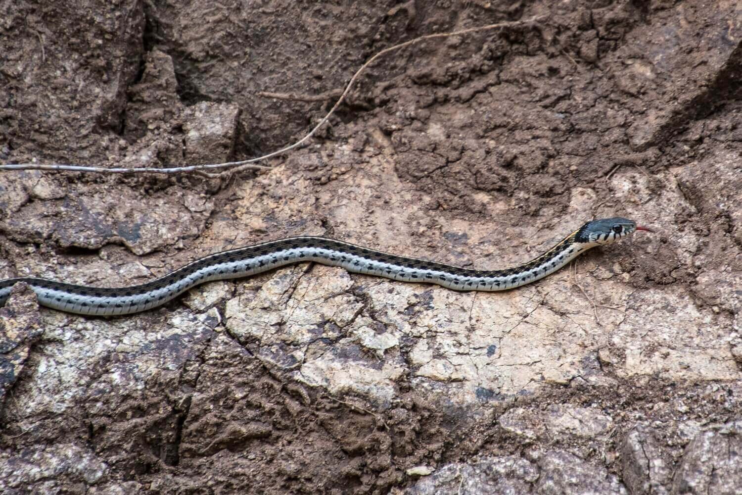 Culebra de agua (Thamnophis cyrtopsis) en el camino entre Batopilas y Satevó. Turismo en la sierra de Chihuahua.