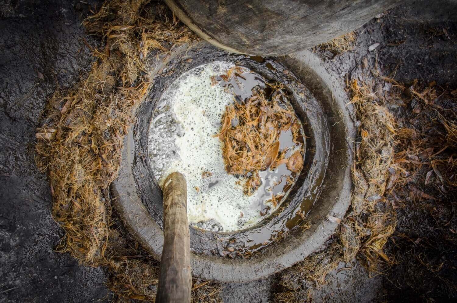 Horno bajo tierra para cocer el mosto del agave lechuguilla. Destilado artesanal de agave lechuguilla en la sierra de Chihuahua.