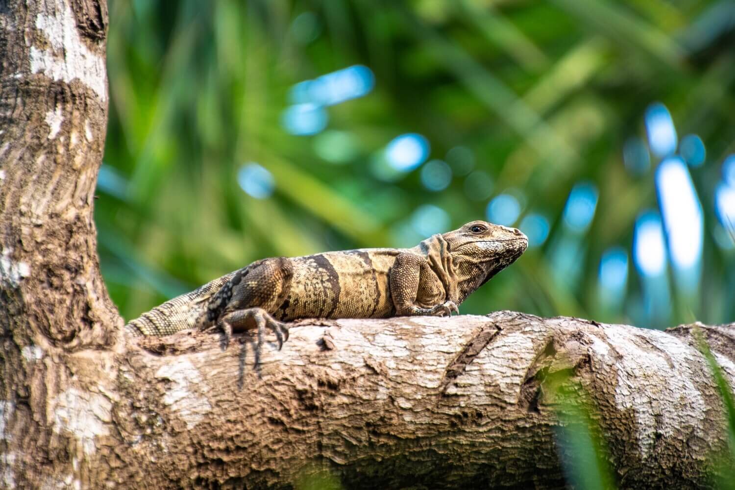 Iguana en la jungla del hotel Habitas Tulum. Fauna de Tulum.