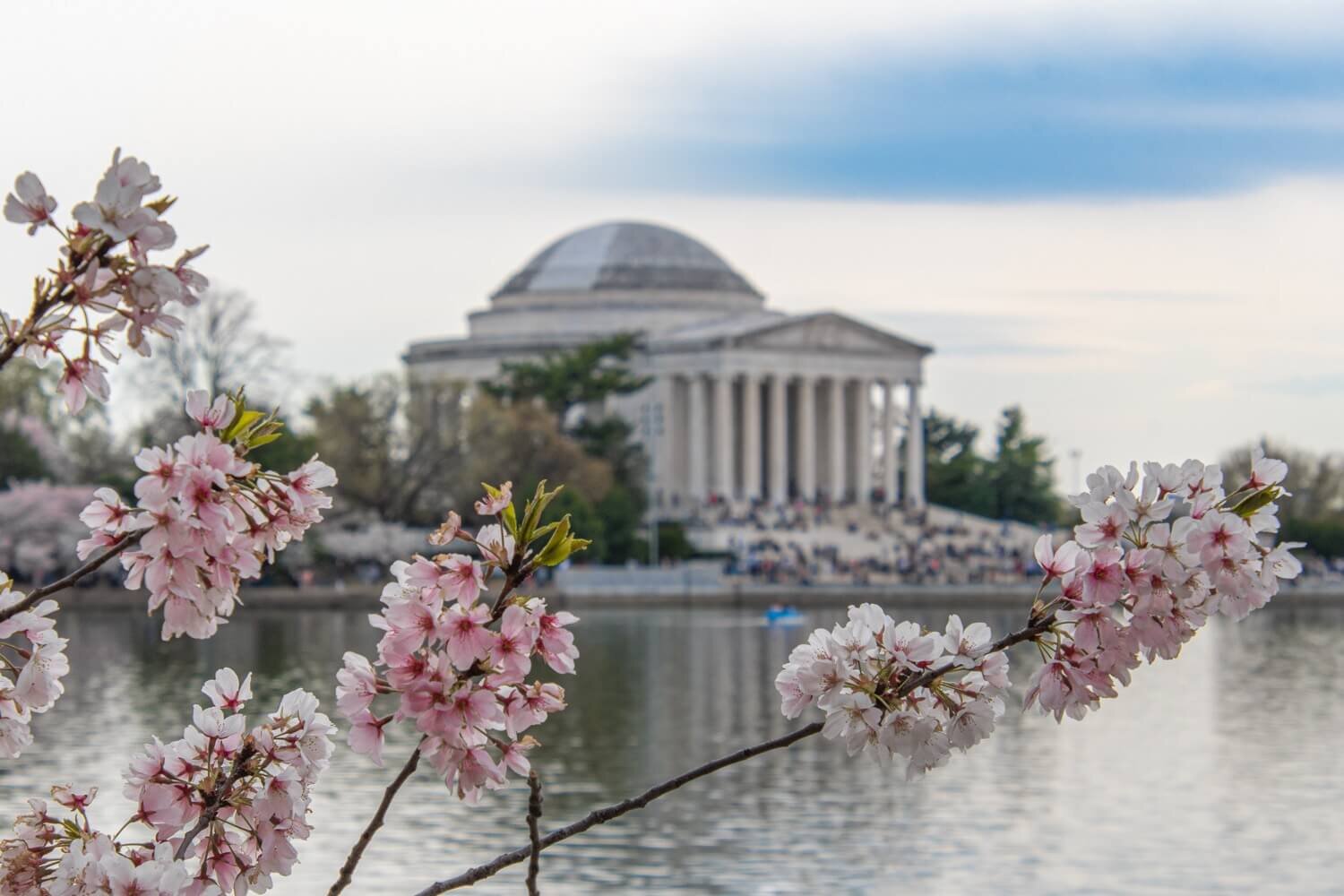 Primavera capital cerezos en flor en Washington D.C. — Don Viajes