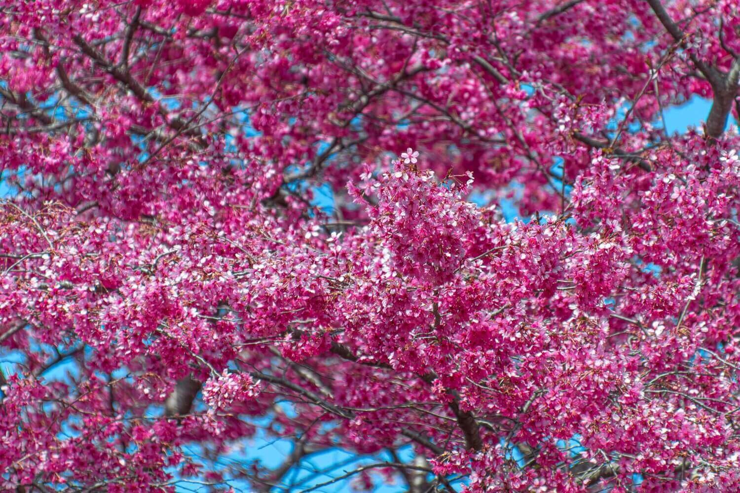 Primavera capital: cerezos en flor en Washington D.C. — Don Viajes