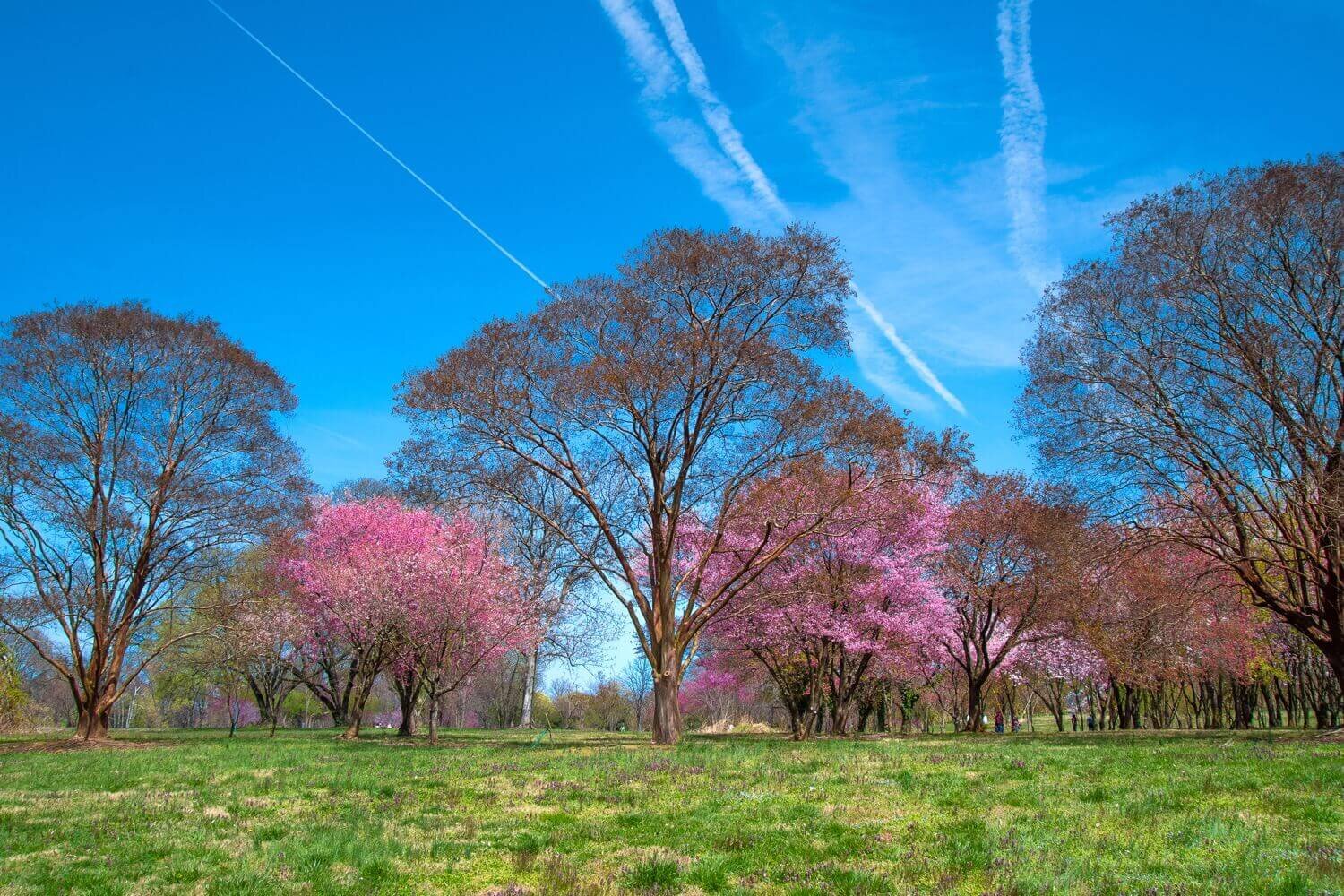 Primavera capital: cerezos en flor en Washington D.C. — Don Viajes
