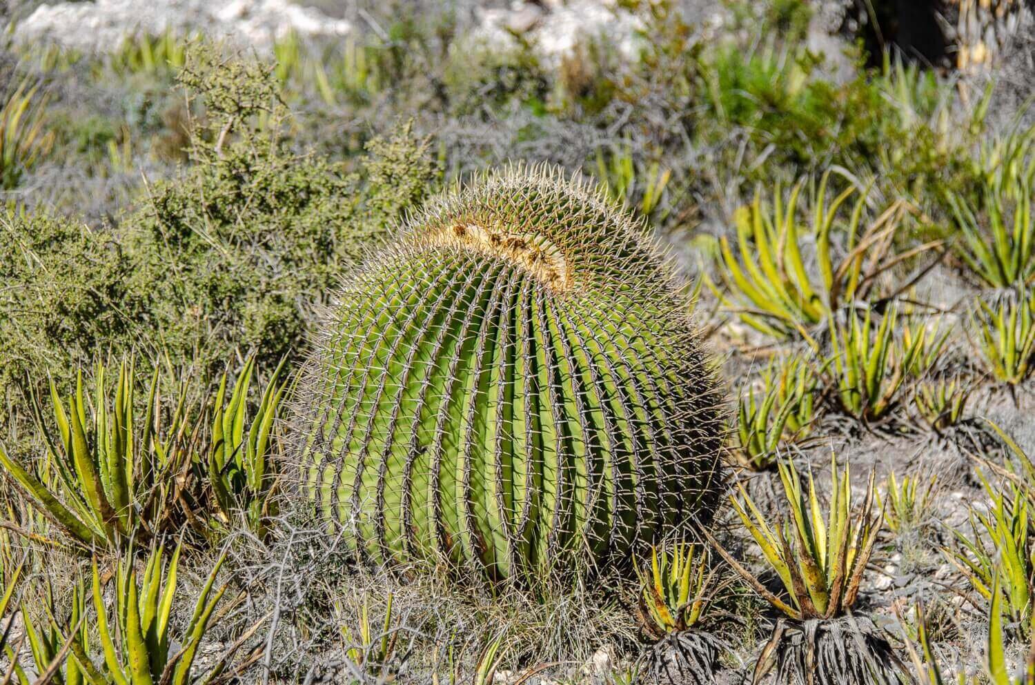 La biznaga es una de las más de 600 especies de cactus presentes en México. Biznaga cabuchera San Luis Potosí.