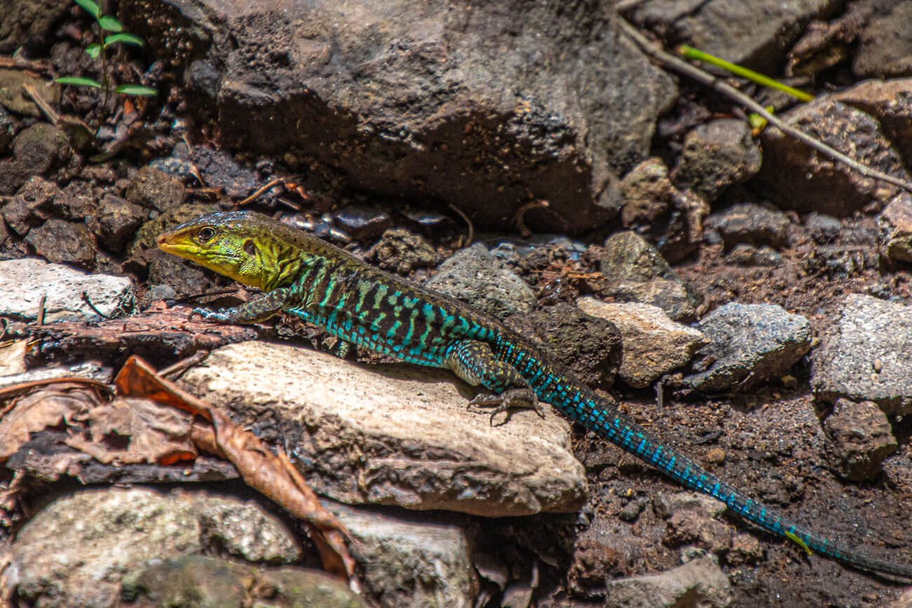 Ameiva arcoíris o lagartija metálica (Holcosus undulatus) en el Bosque de Cinquera. Turismo rural en Cinquera y Suchitoto, El Salvador.