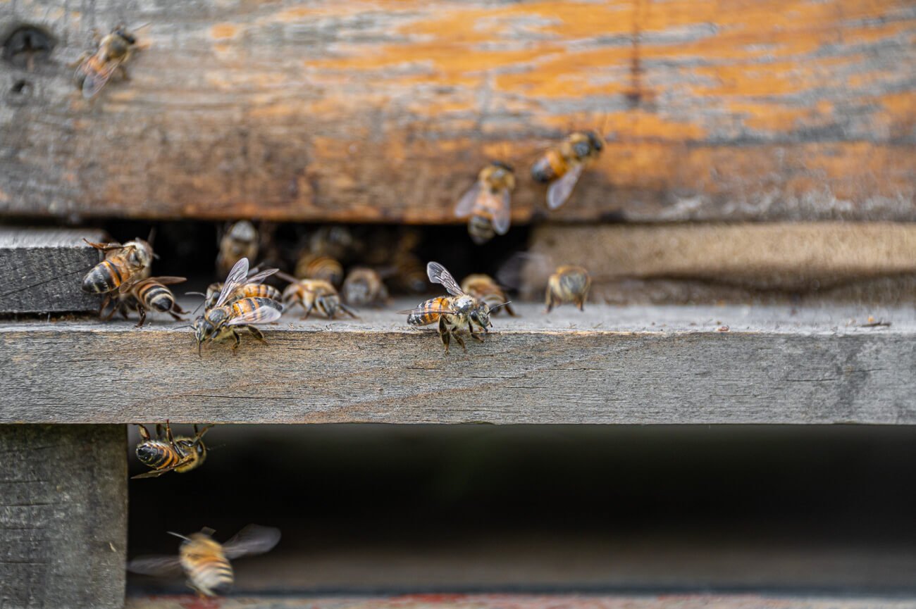 Toño cosecha la miel de su apiario en el mes de noviembre. Tour de apicultura en Glamping Octli.