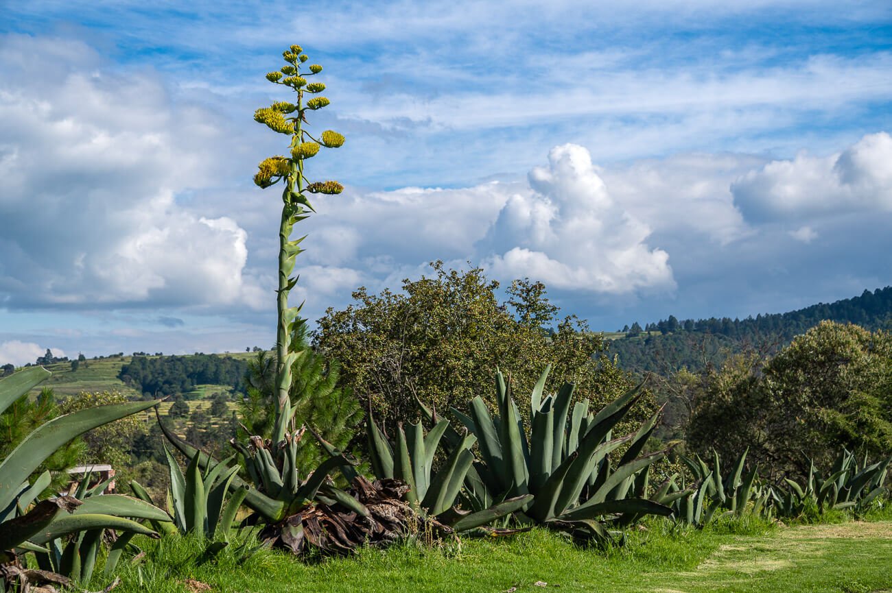 Maguey pulquero con quiote (flor) en Rancho La Soledad. Glamping Octli, hotel rural y ecoturismo en Nanacamilpa.