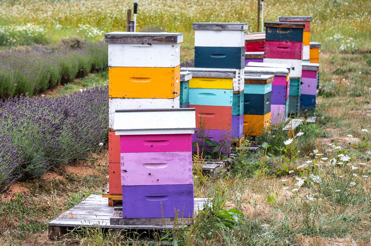 Proyecto de apicultura en la granja Country Bee Honey Farm en la península de Saanich. Canadá Victoria BC.
