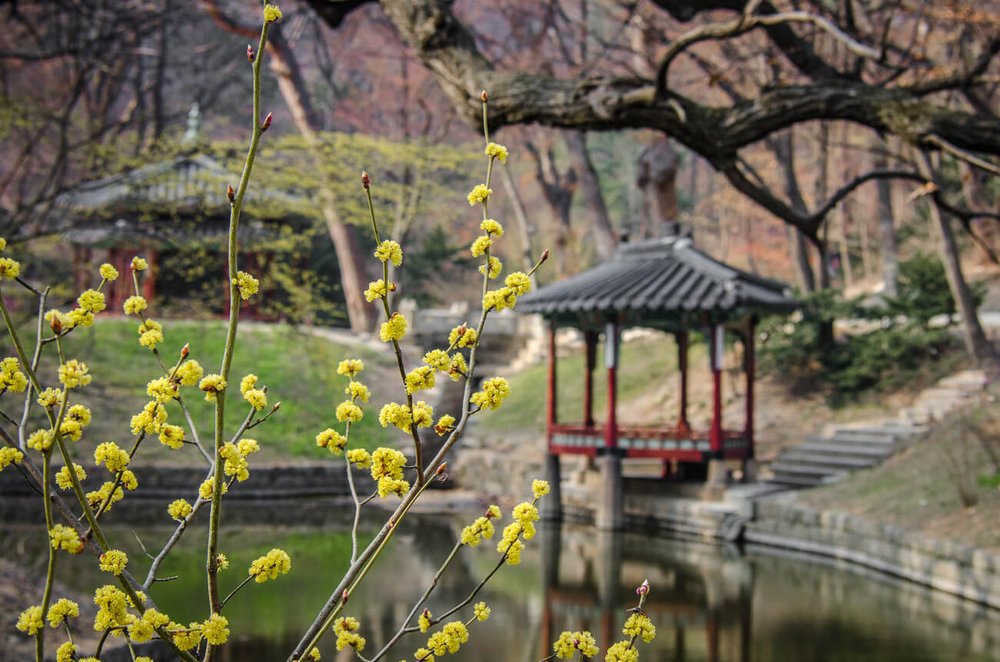 Uno de los atractivos del palacio Changdeokgung de Seúl es su jardín secreto.