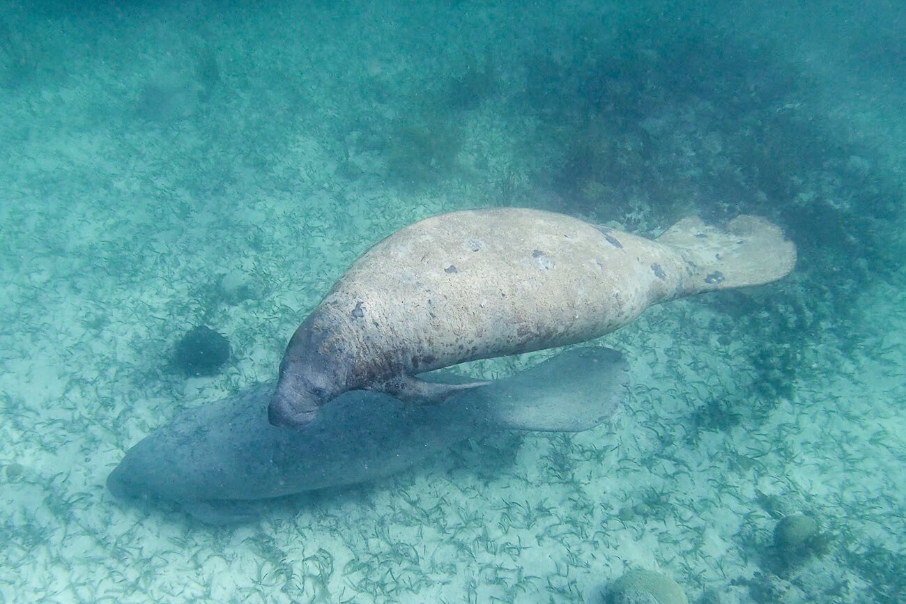 En Caye Caulker se ofrecen tours para hacer snorkel y observar manatíes. Atractivos de Belice y los cayos Caye Caulker y Ambergris.